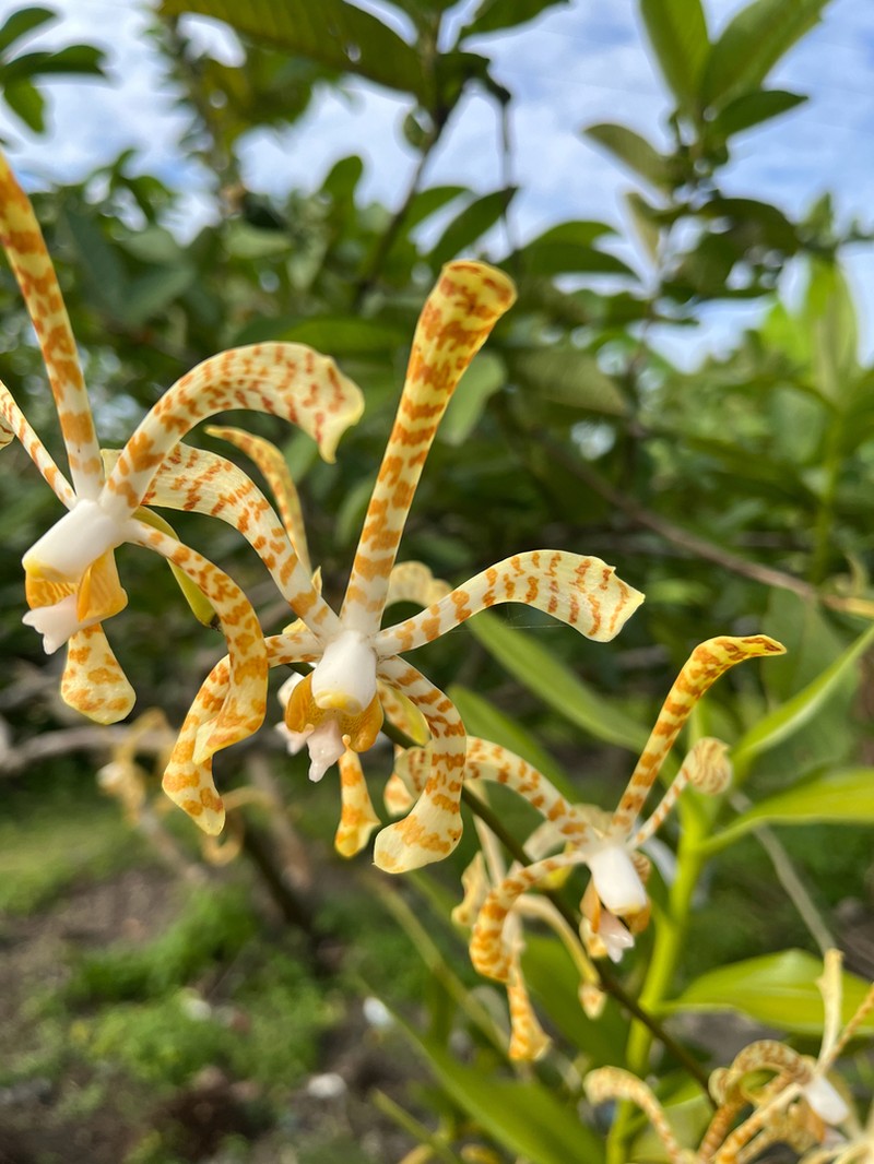Arachnis flos-aeris photo 6