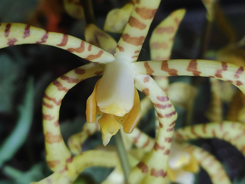 Arachnis flos-aeris photo 7