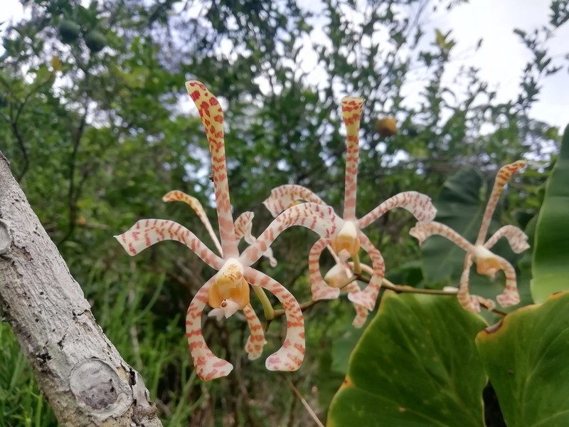 Arachnis flos-aeris photo 8