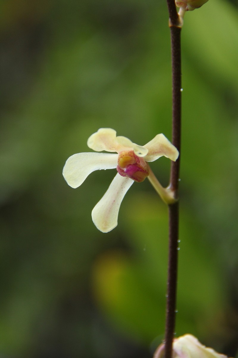 Arachnis hookeriana photo 6