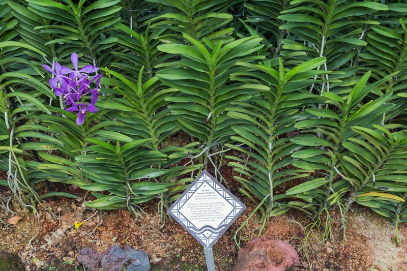 Arachnis hookeriana