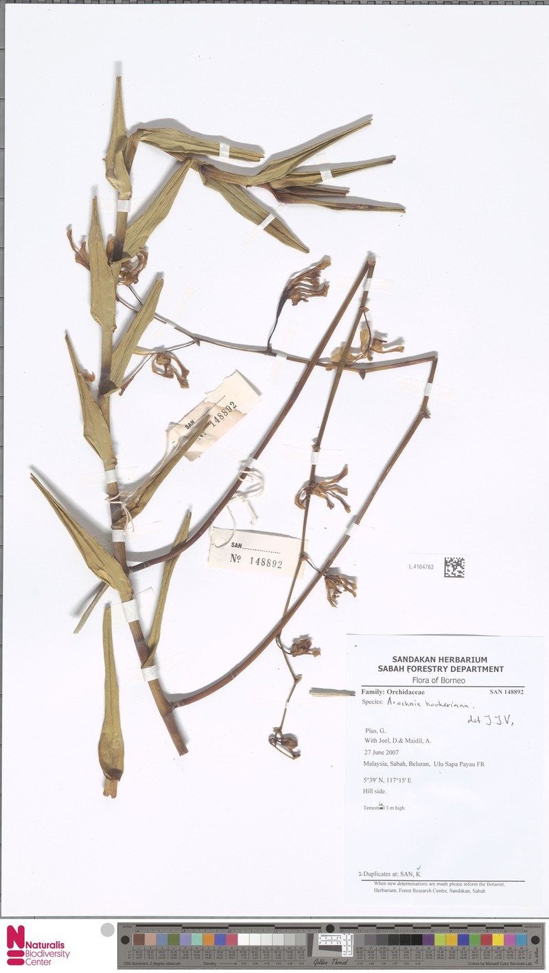 Arachnis hookeriana