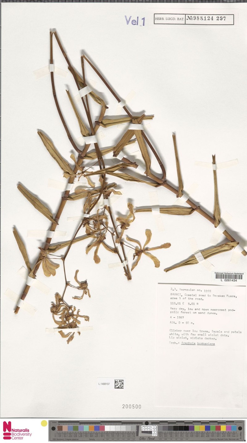 Arachnis hookeriana photo 3