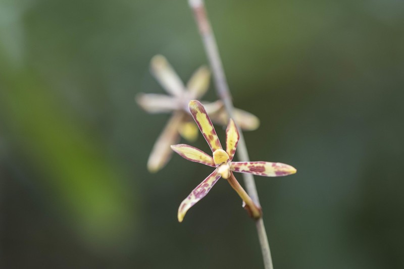 Arachnis labrosa
