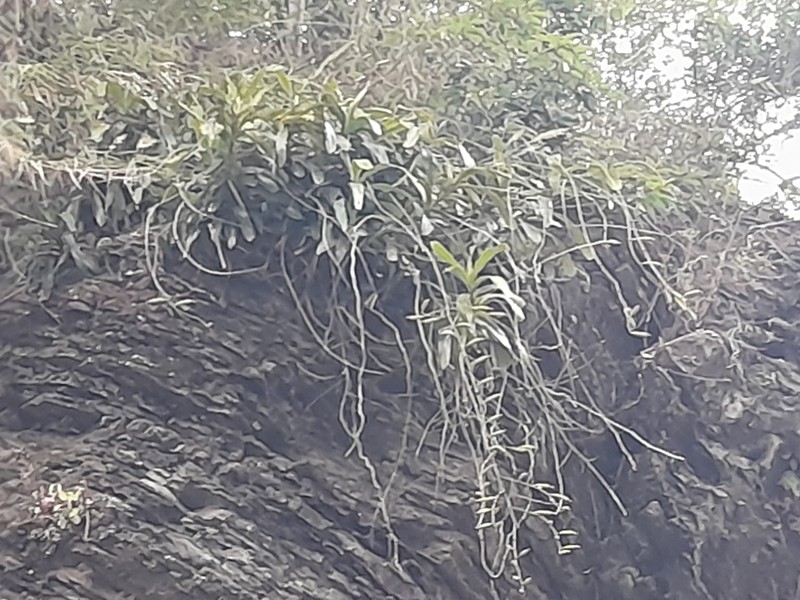Arachnis labrosa photo 2