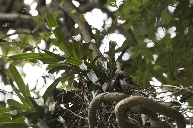 Arachnis labrosa photo 3