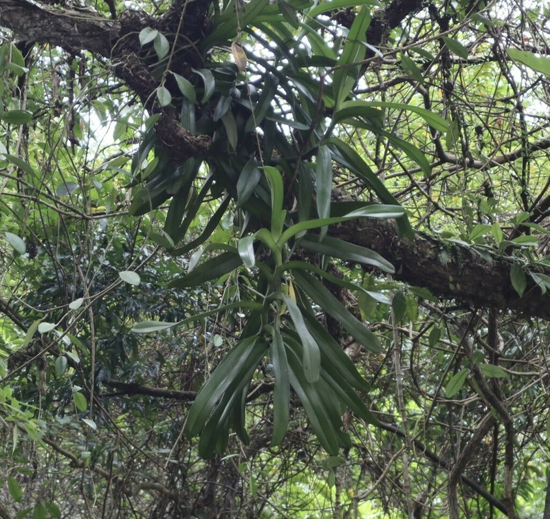 Arachnis labrosa photo 5