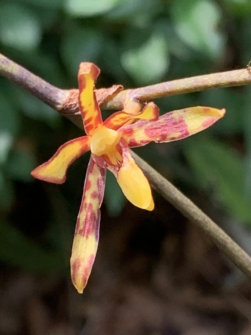 Arachnis labrosa photo 6