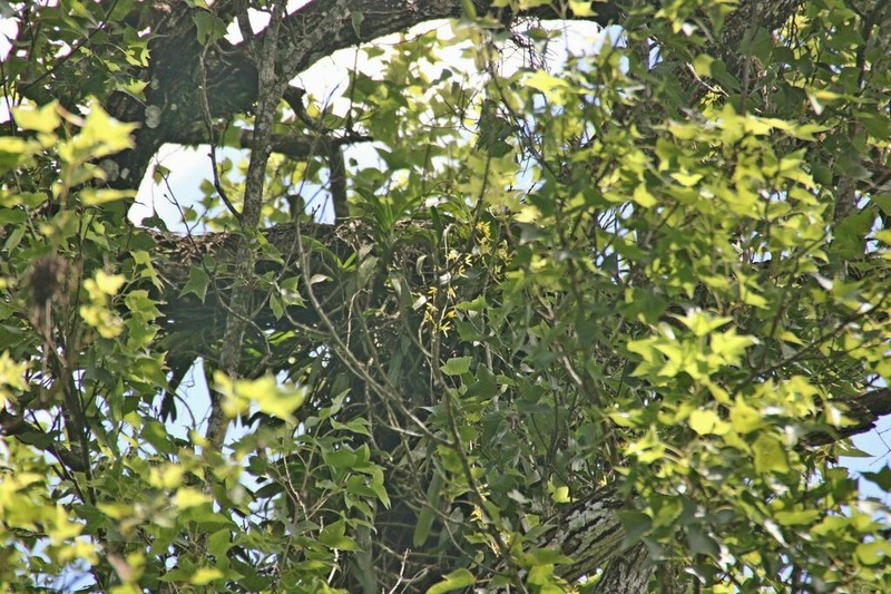 Arachnis labrosa photo 7
