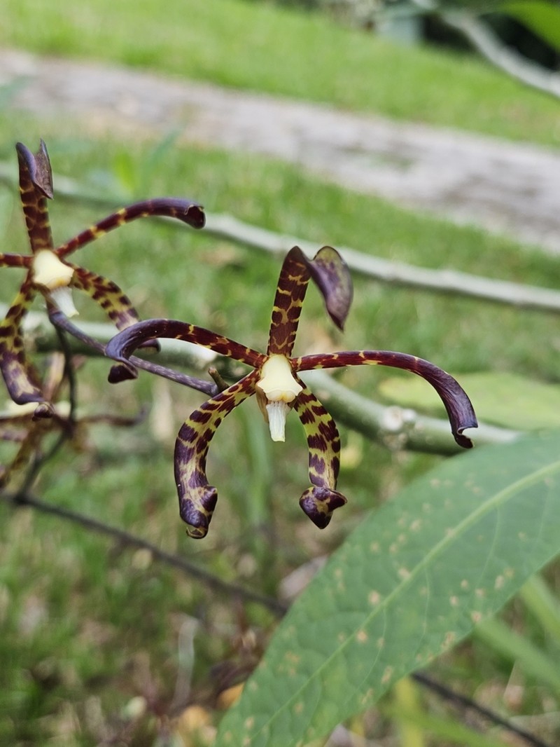 Arachnis longisepala photo 4