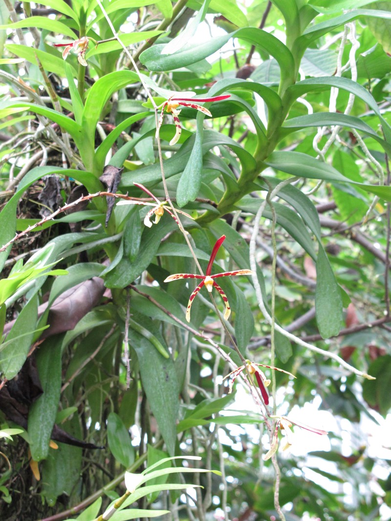 Arachnis longisepala