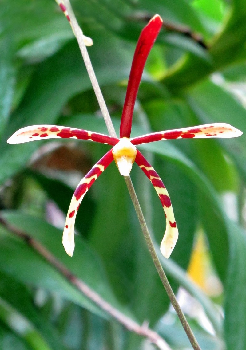 Arachnis longisepala photo 5