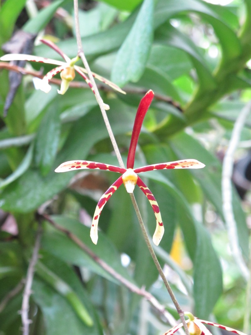 Arachnis longisepala photo 6
