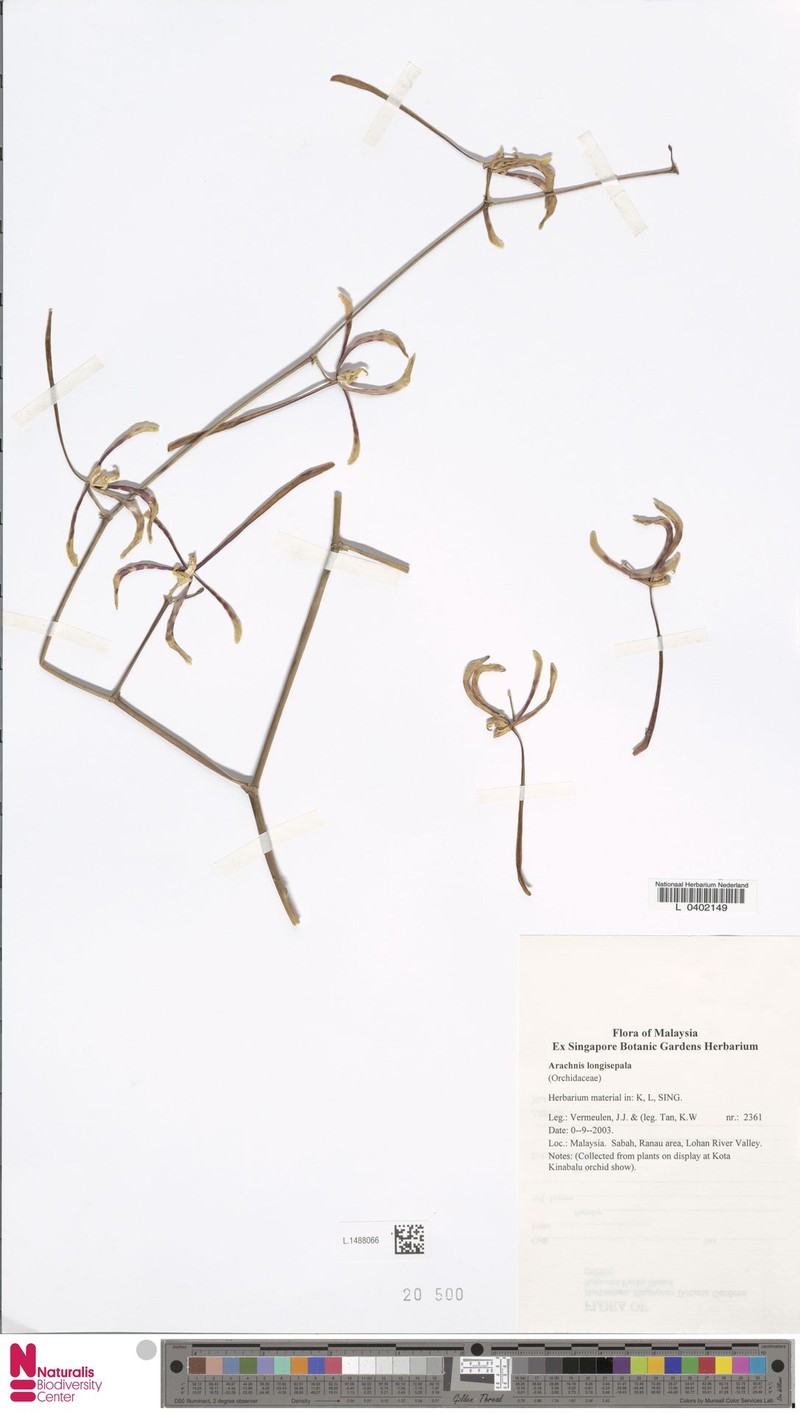 Arachnis longisepala