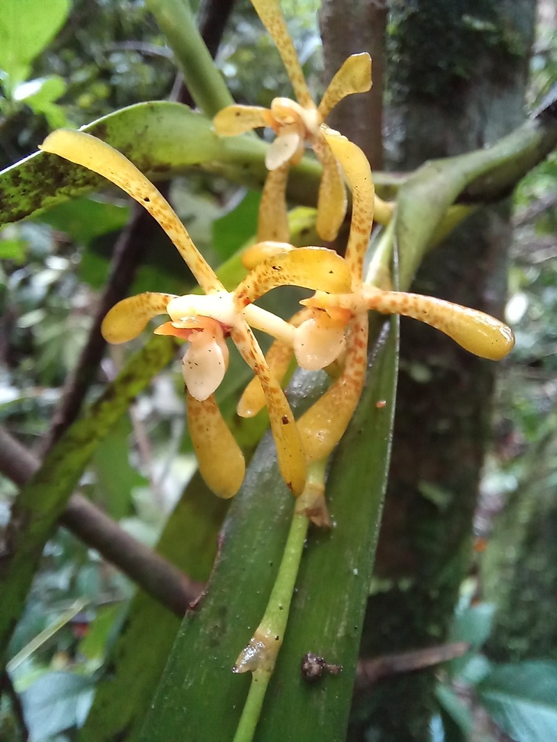 Arachnis siamensis photo 4
