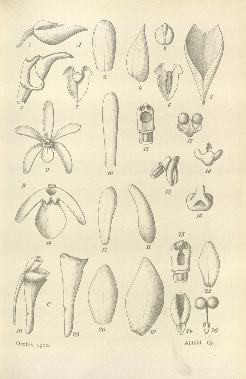 Arachnis siamensis