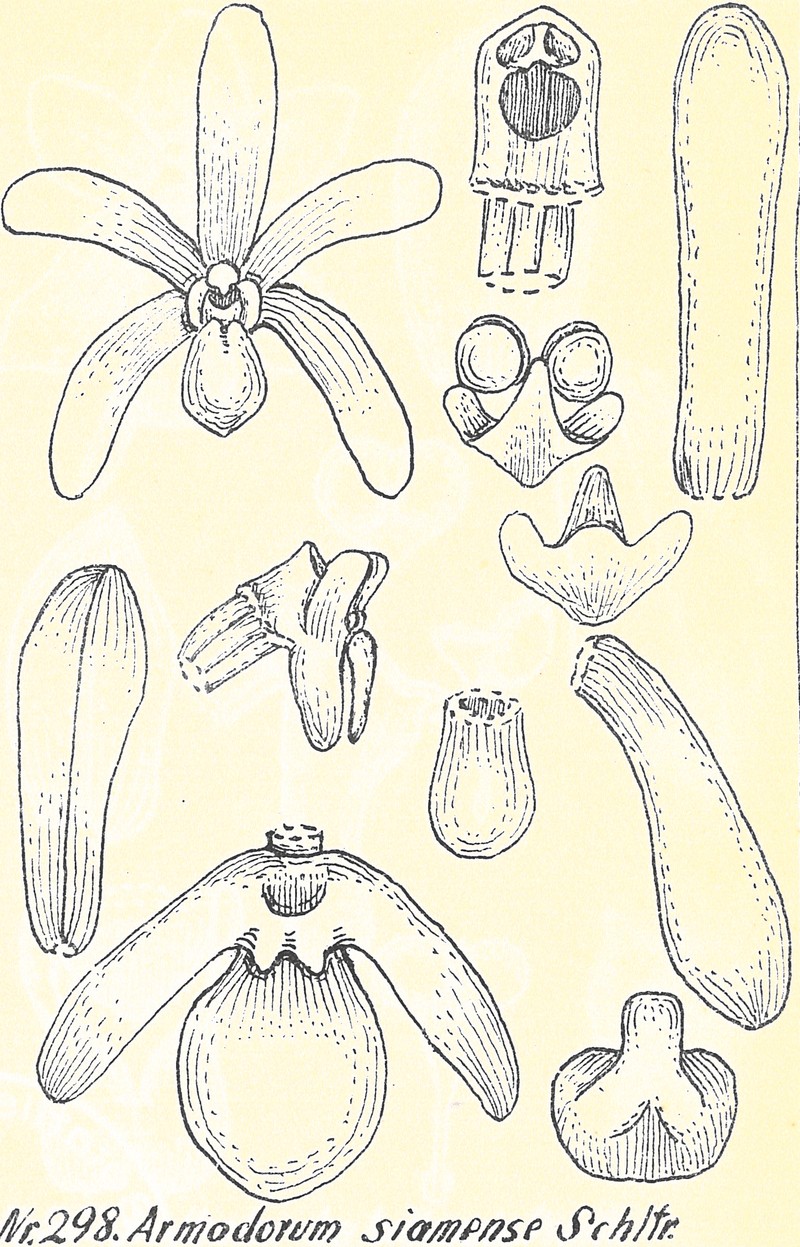 Arachnis siamensis photo 5