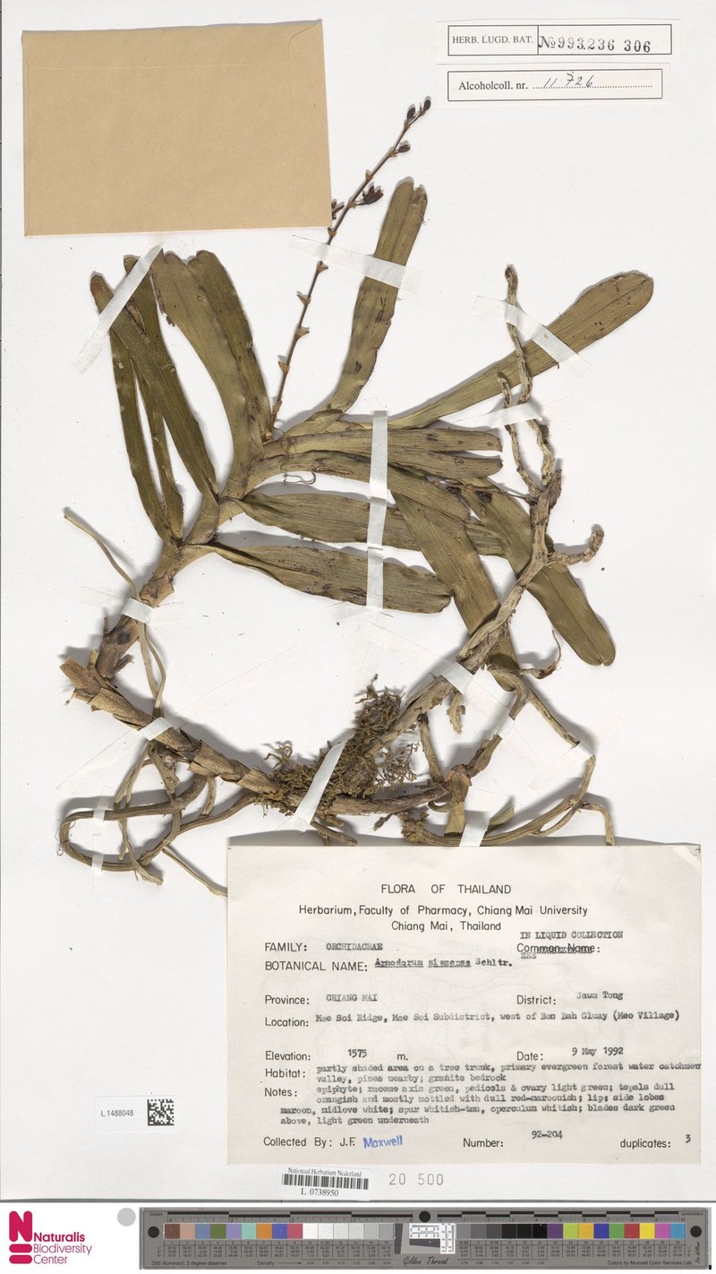 Arachnis siamensis