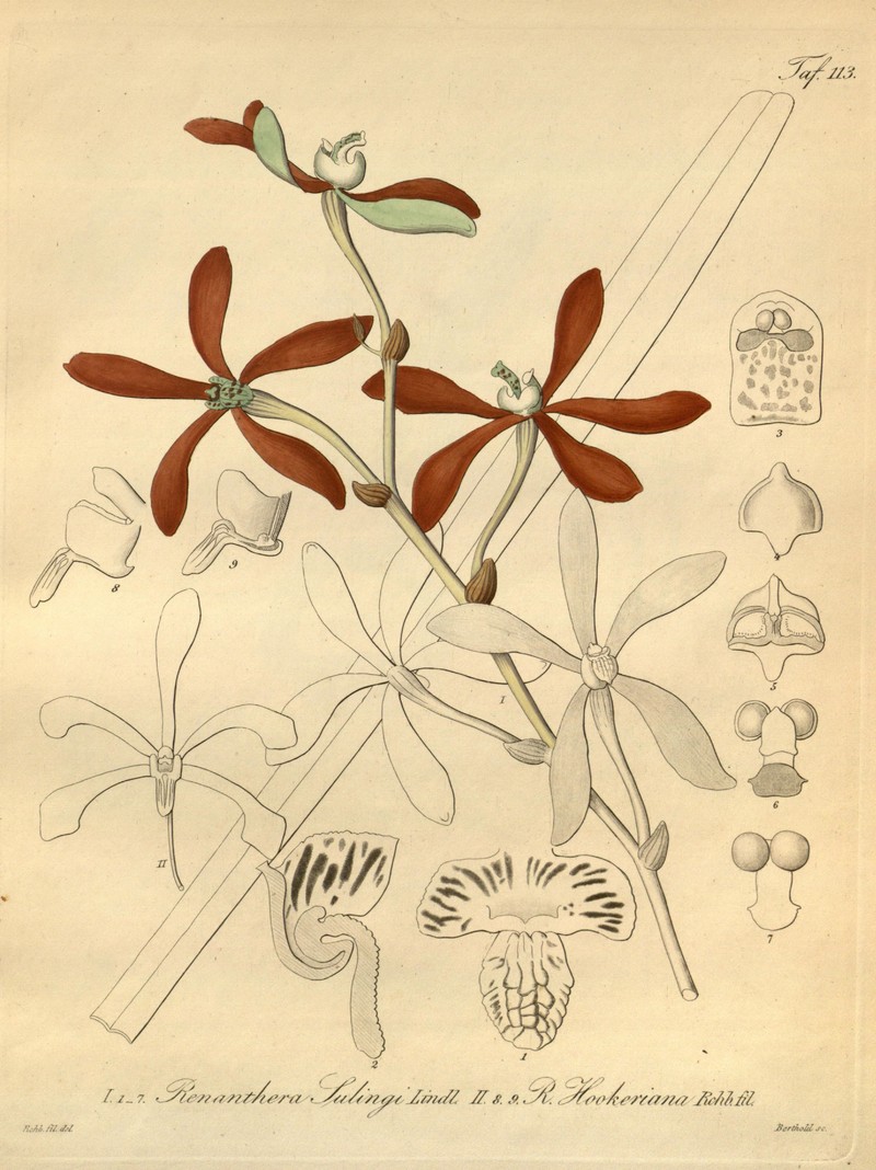 Arachnis sulingi