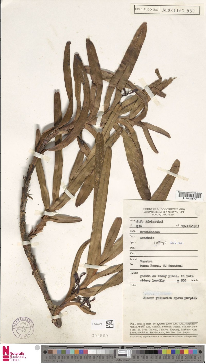 Arachnis sulingi