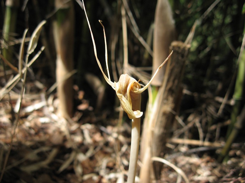Arachnitis uniflora