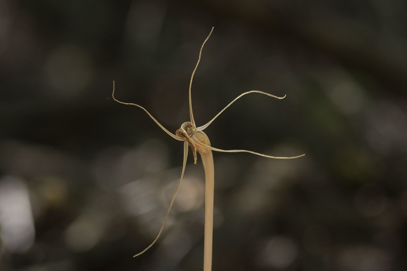 Arachnitis uniflora photo 2