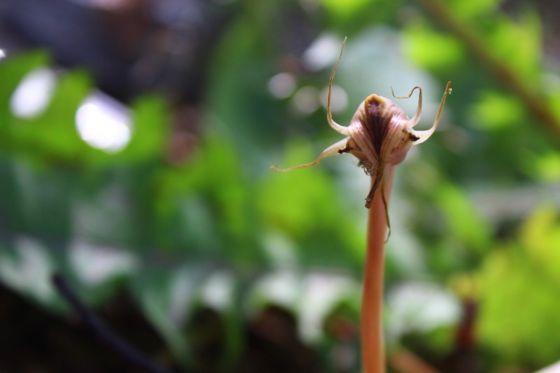 Arachnitis uniflora photo 3