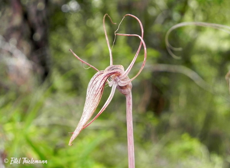 Arachnitis uniflora photo 4
