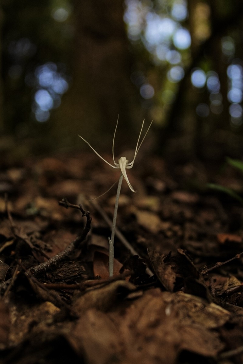 Arachnitis uniflora photo 5