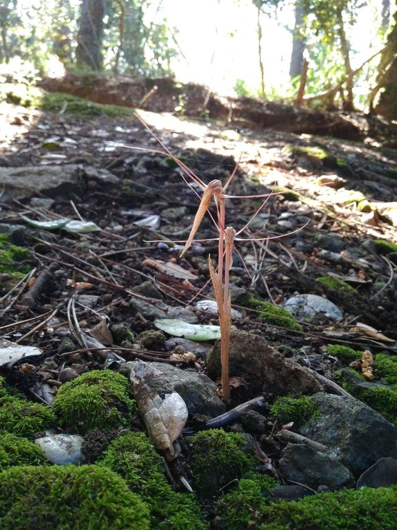 Arachnitis uniflora photo 6