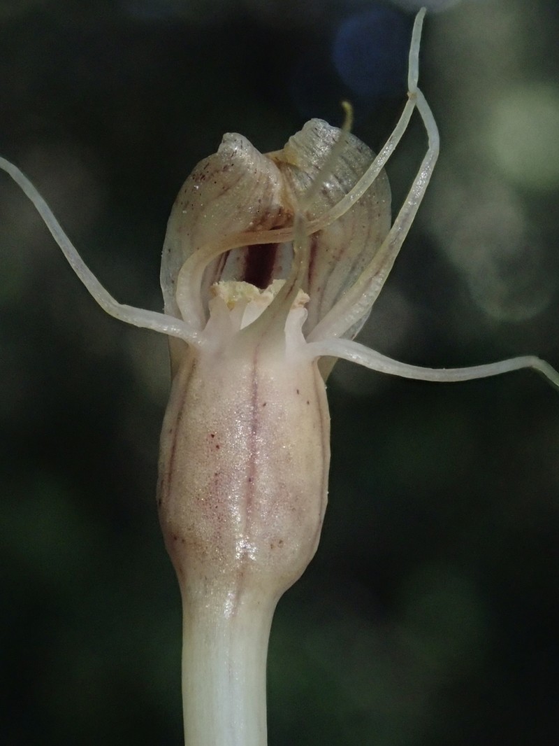 Arachnitis uniflora photo 7