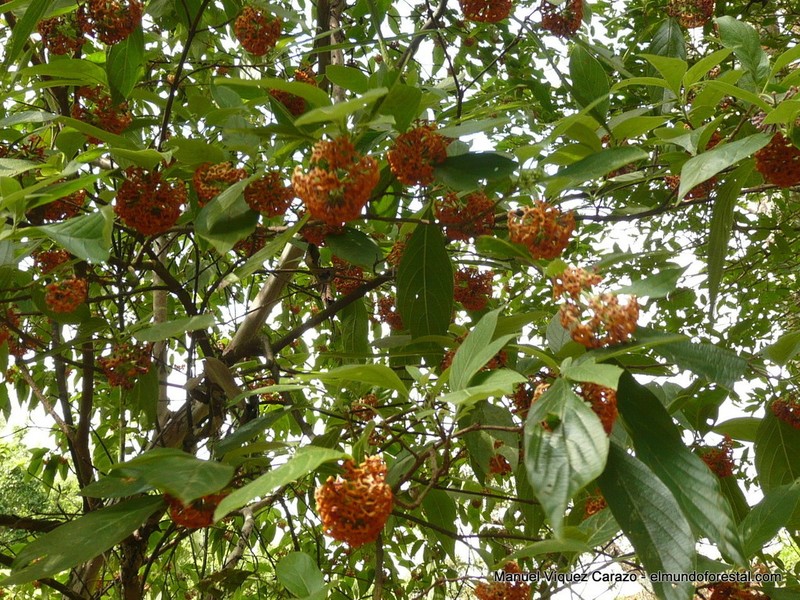 Arachnothryx aspera photo 2