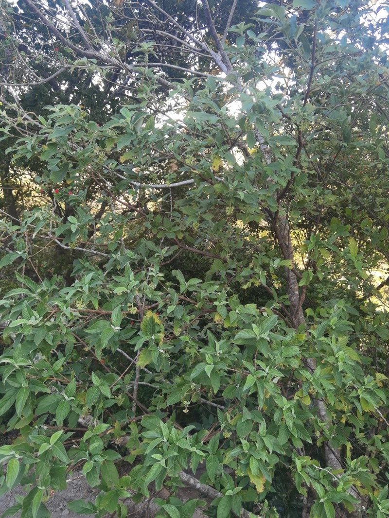 Arachnothryx aspera photo 3