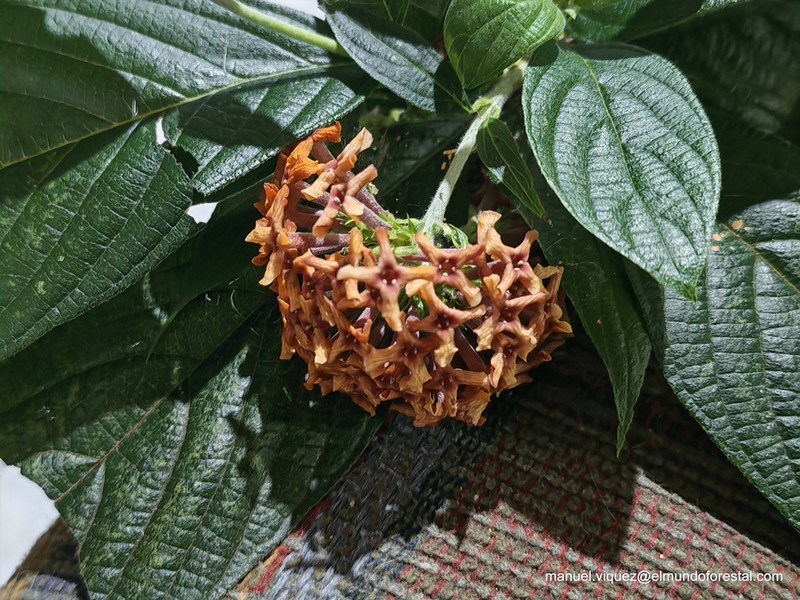 Arachnothryx aspera photo 5