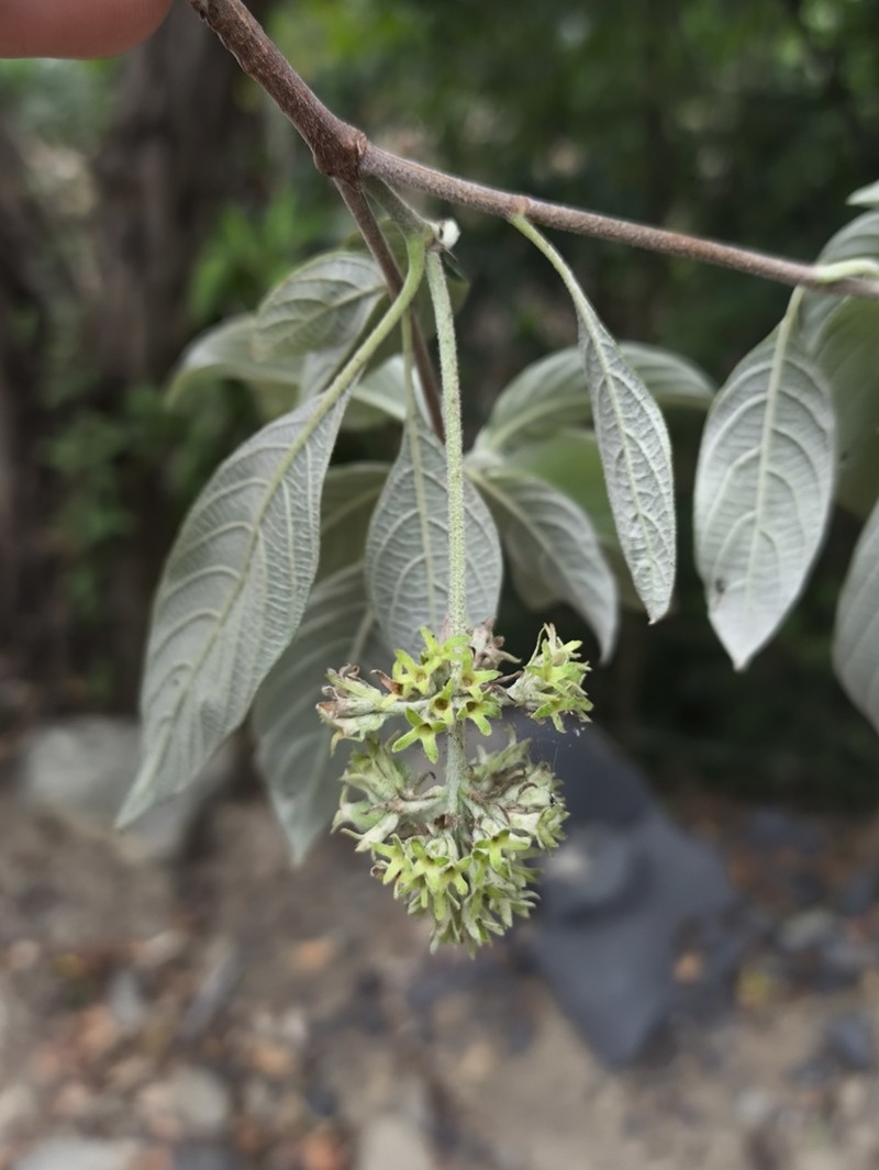 Arachnothryx aspera photo 6