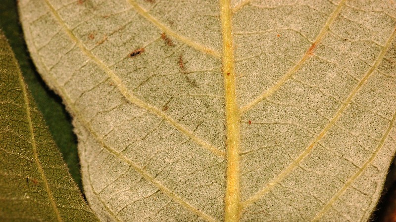 Arachnothryx aspera photo 7