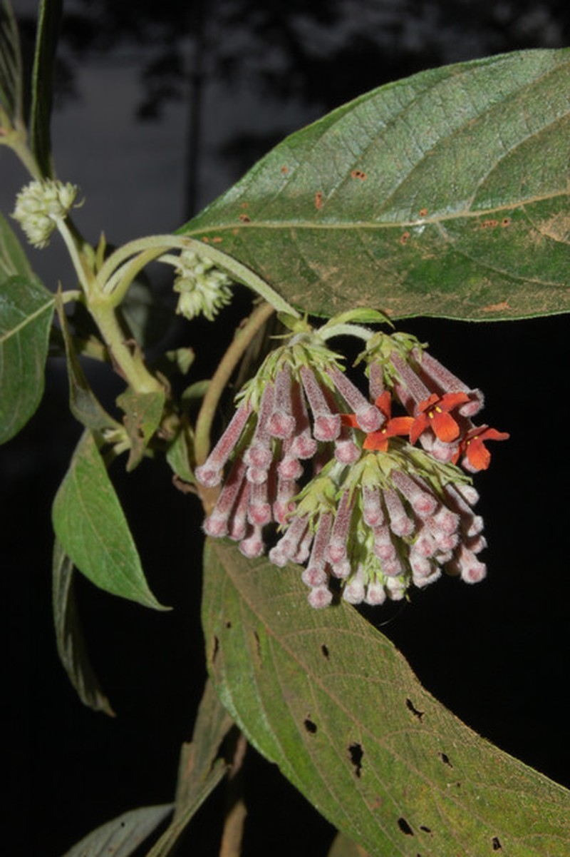 Arachnothryx aspera photo 8