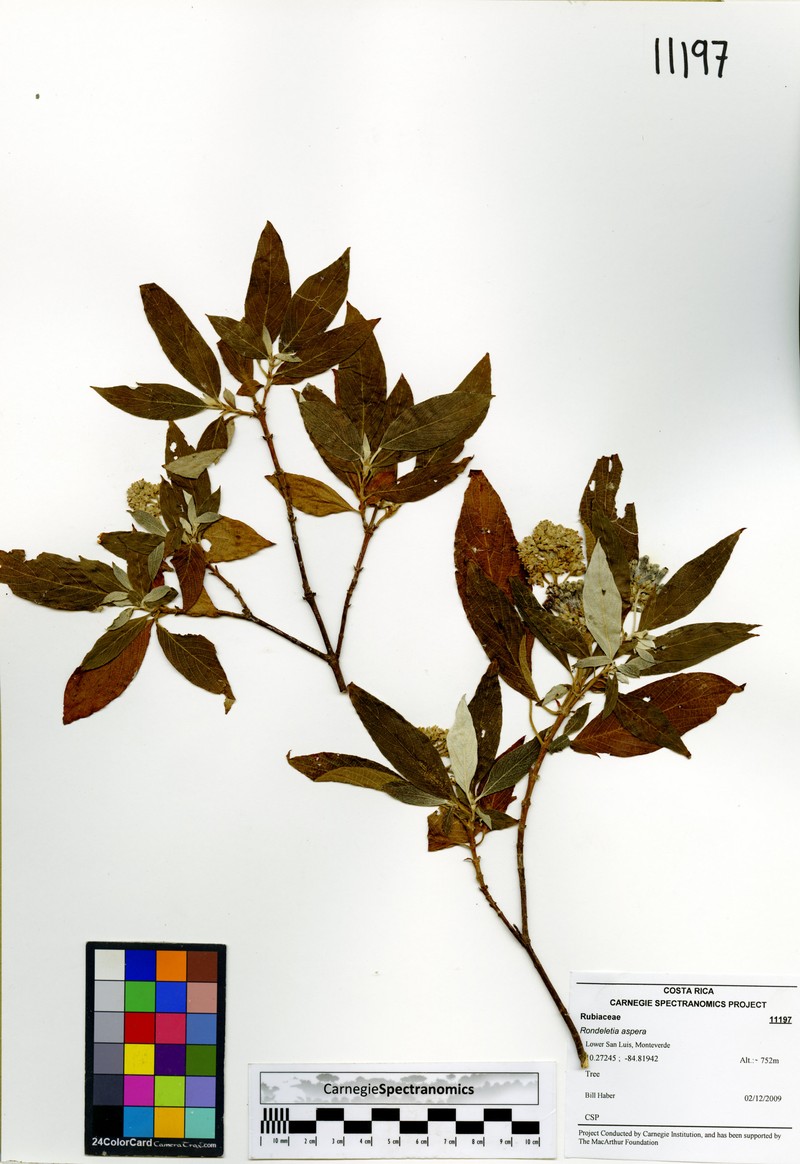 Arachnothryx aspera