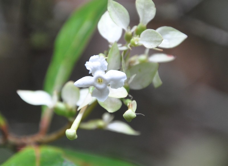 Arachnothryx bertieroides photo 3
