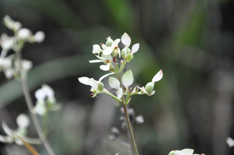 Arachnothryx bertieroides photo 4