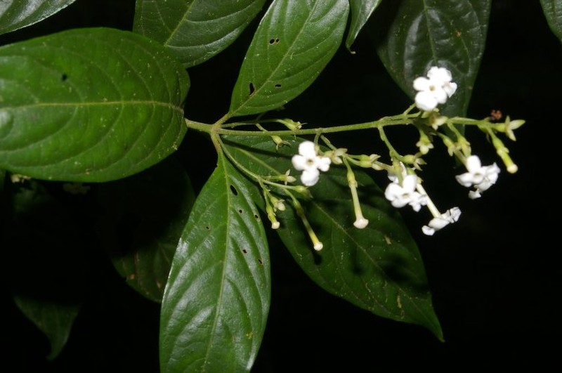 Arachnothryx bertieroides photo 5