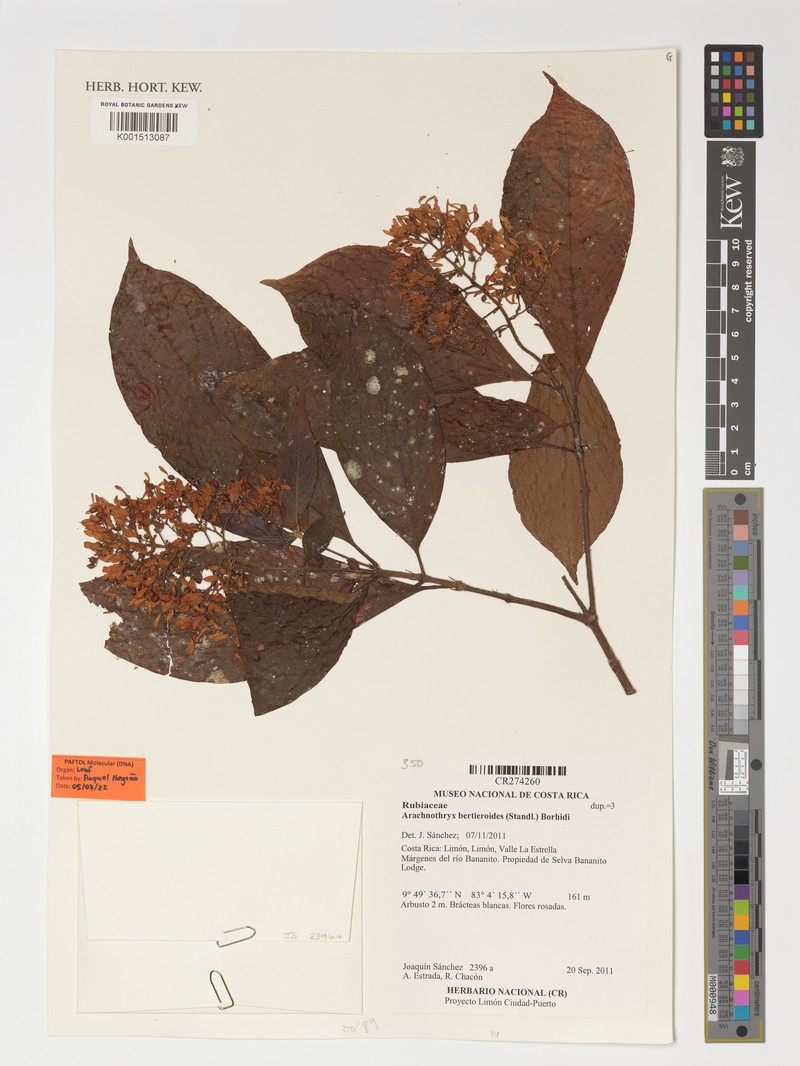 Arachnothryx bertieroides photo 6