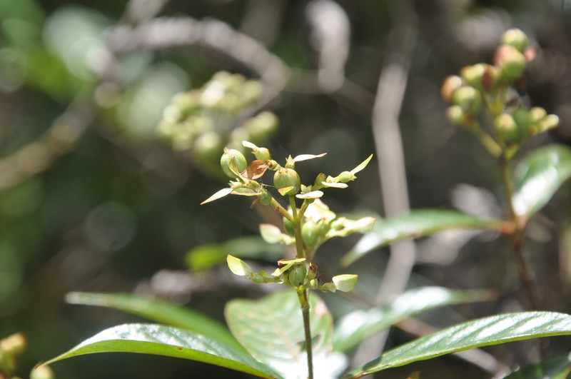 Arachnothryx bertieroides photo 2