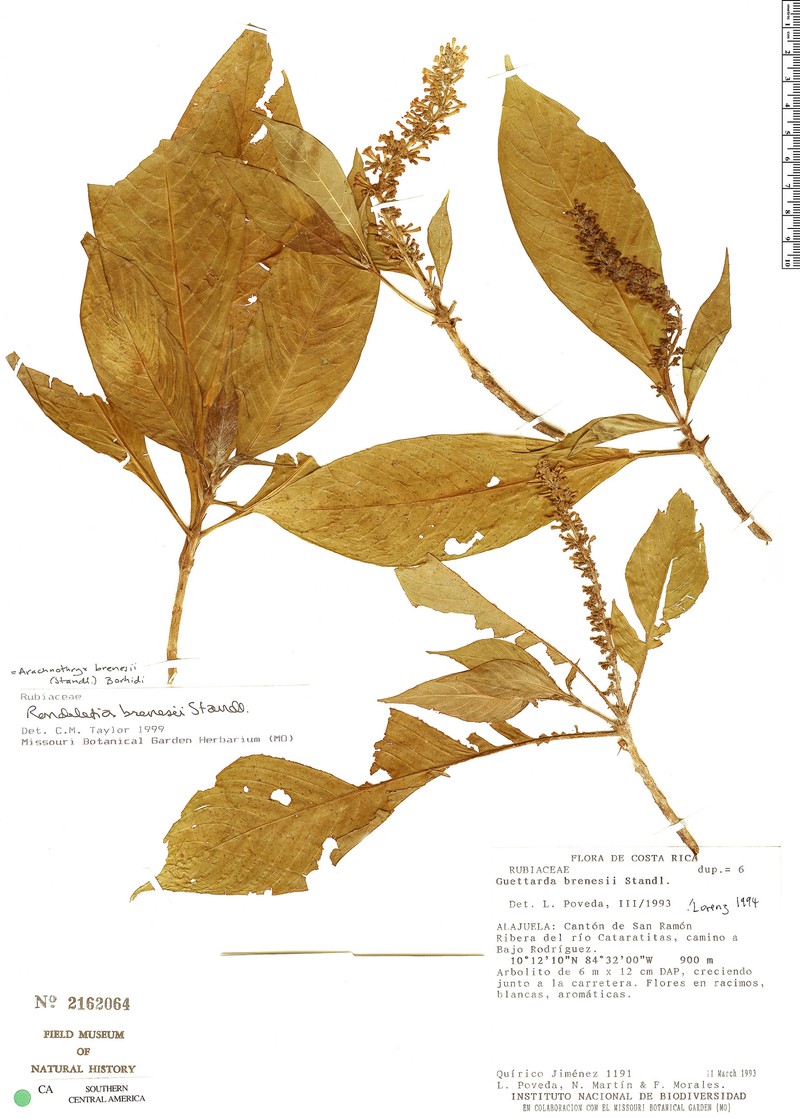 Arachnothryx brenesii photo 2
