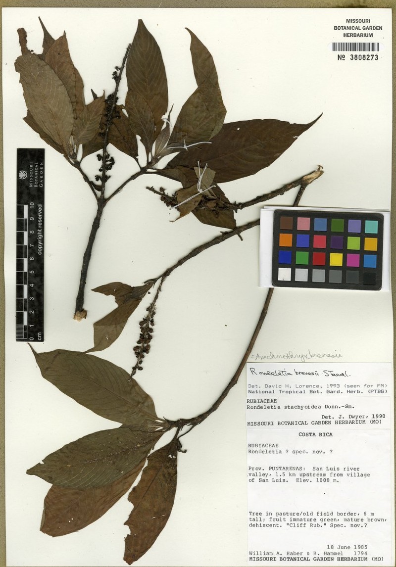 Arachnothryx brenesii photo 3