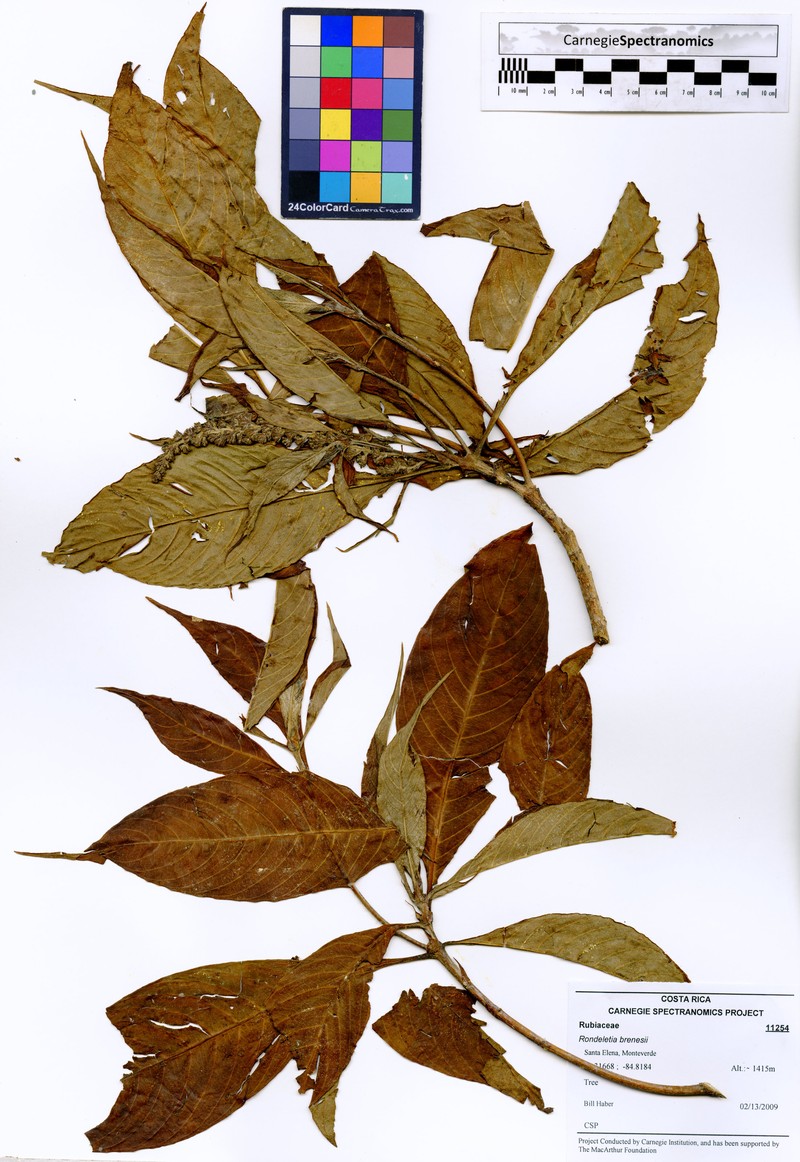 Arachnothryx brenesii