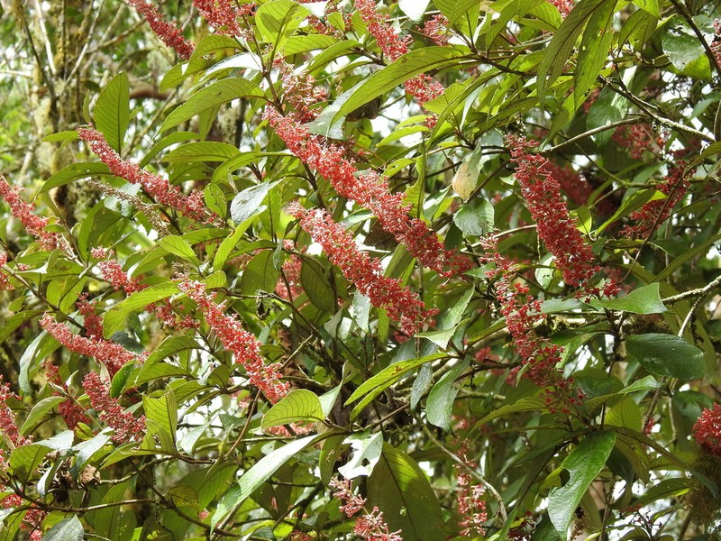 Arachnothryx buddleioides