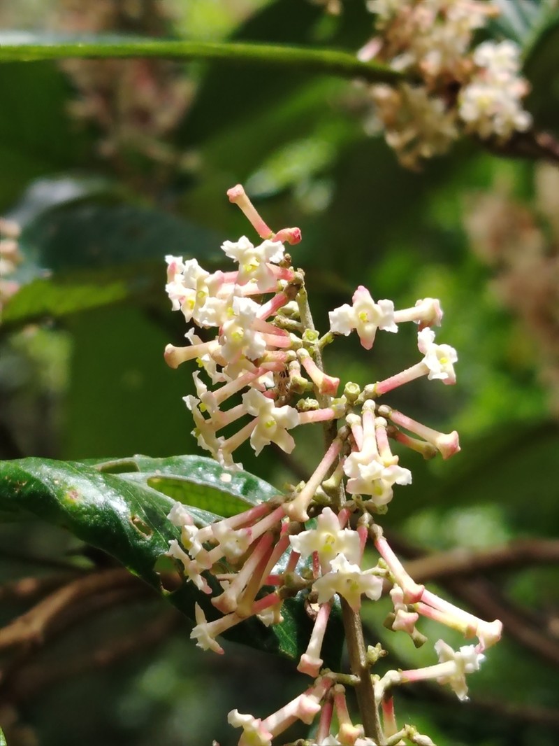 Arachnothryx buddleioides photo 2