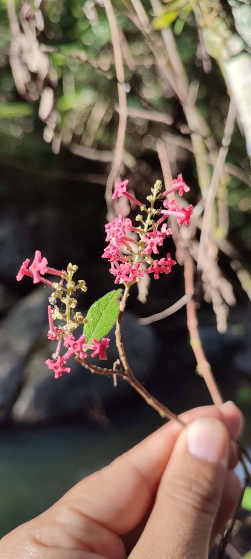 Arachnothryx buddleioides photo 3