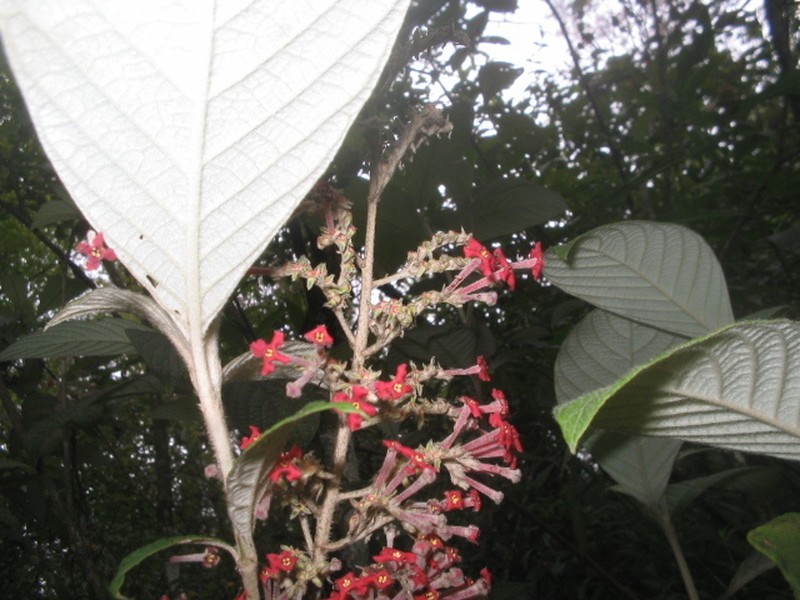 Arachnothryx buddleioides photo 4